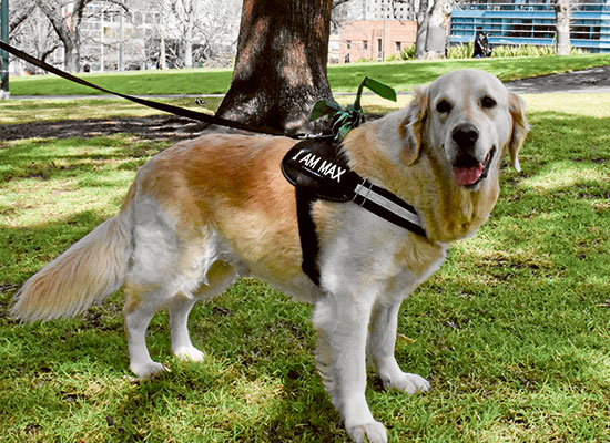 A multilingual dog