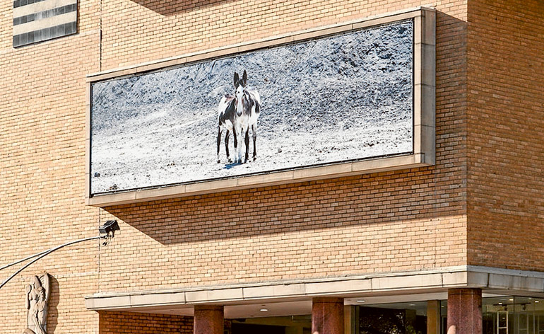 Story behind the donkeys ...