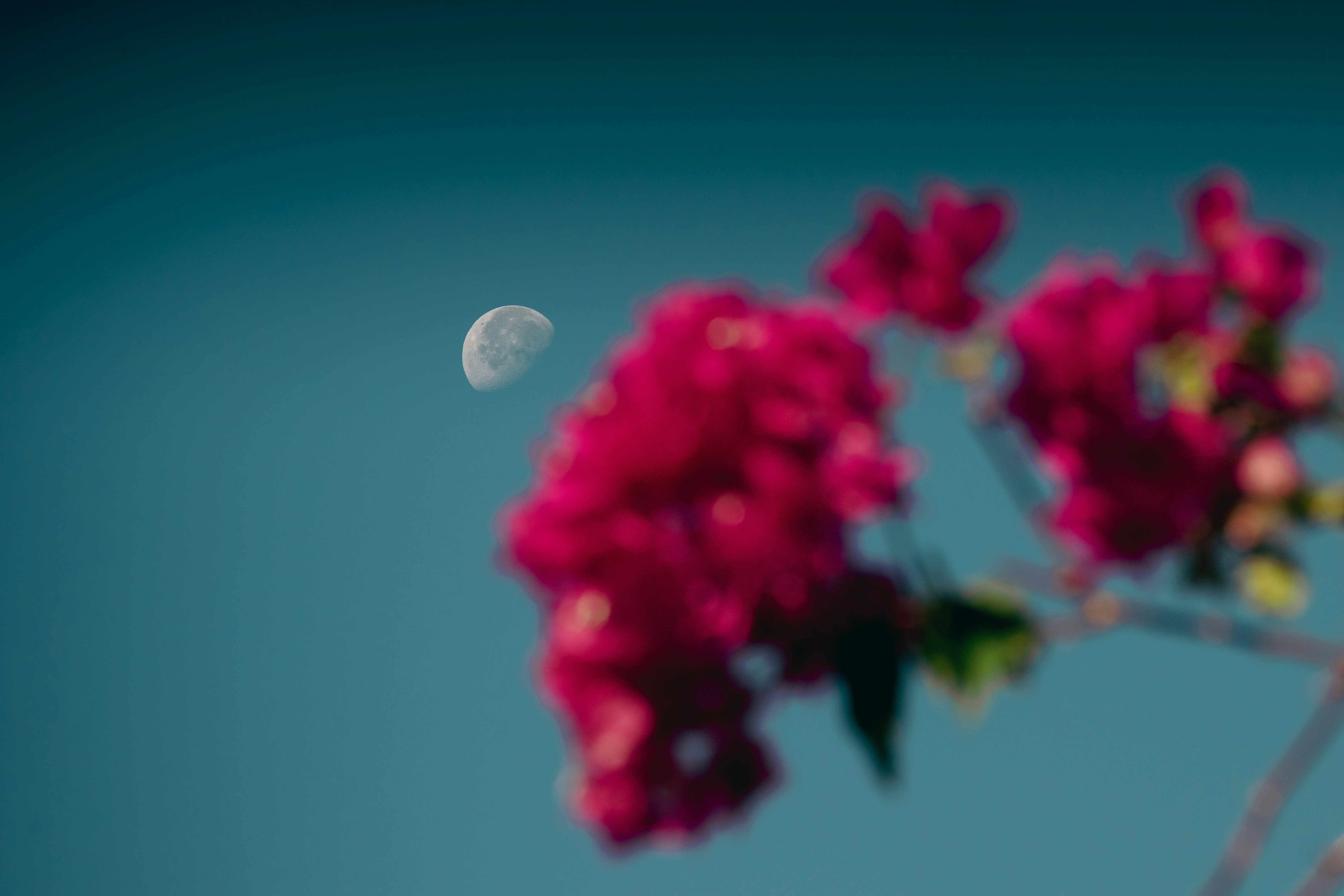 Reconnect with nature by moon planting