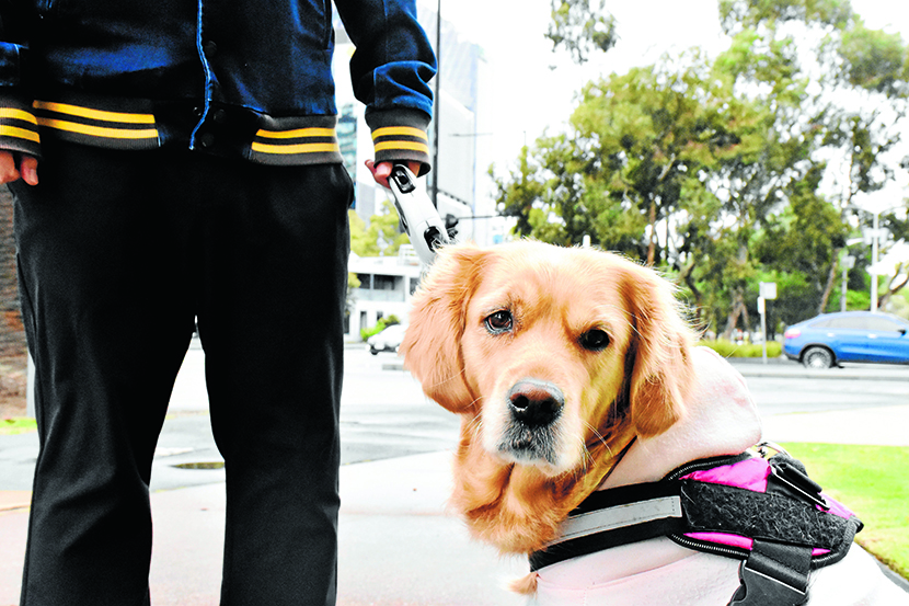 A model canine