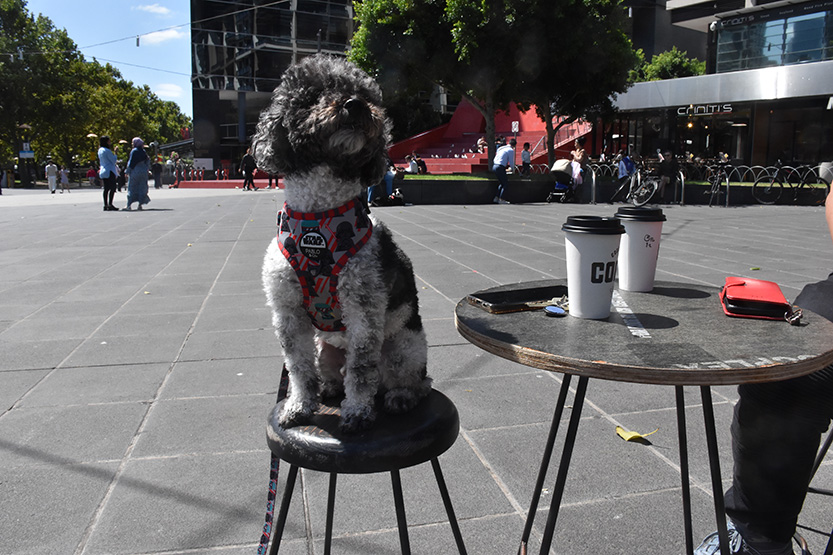 A cool place for dog watching
