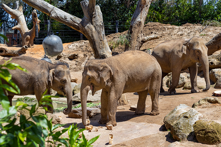 Big baby news for Melbourne Zoo 