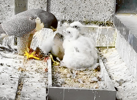 Collins St falcons set to fly