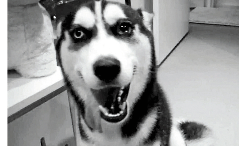 Dog’s death raises welfare concerns