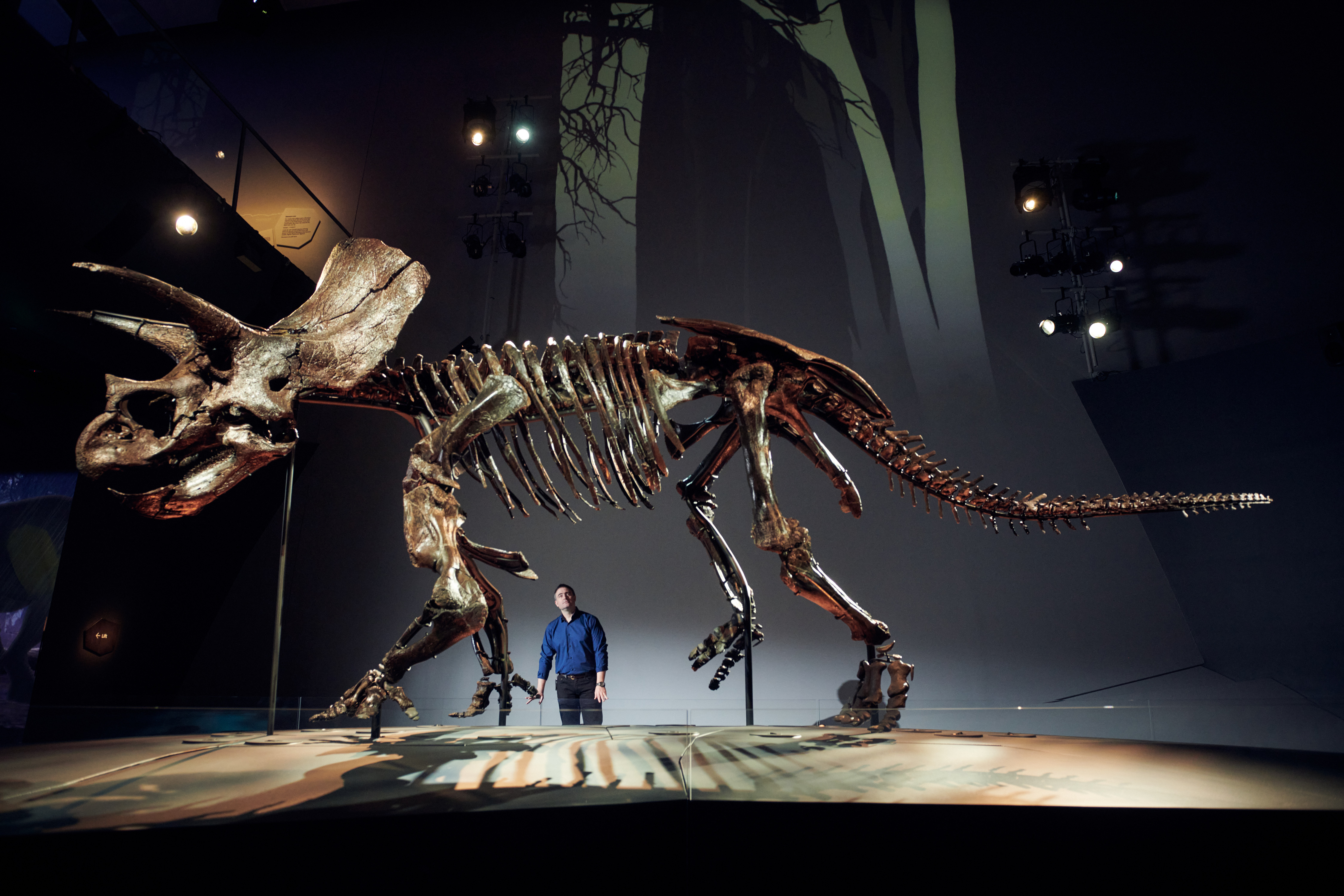 Horridus the Triceratops’ new home at Melbourne Museum