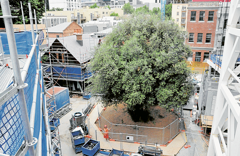 Melbourne’s Garden of Gethsemane