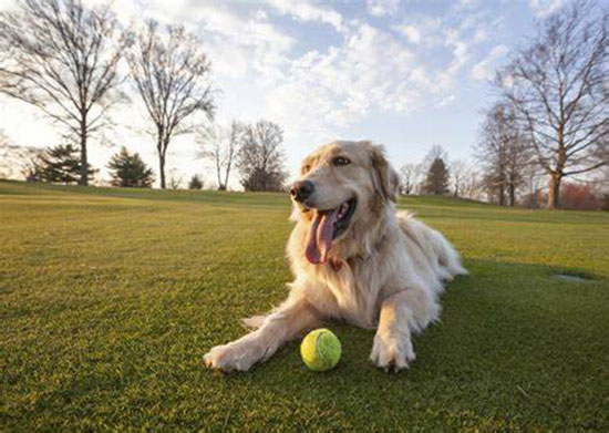 Integrating four-legged city dwellers into the CBD – where is the space?
