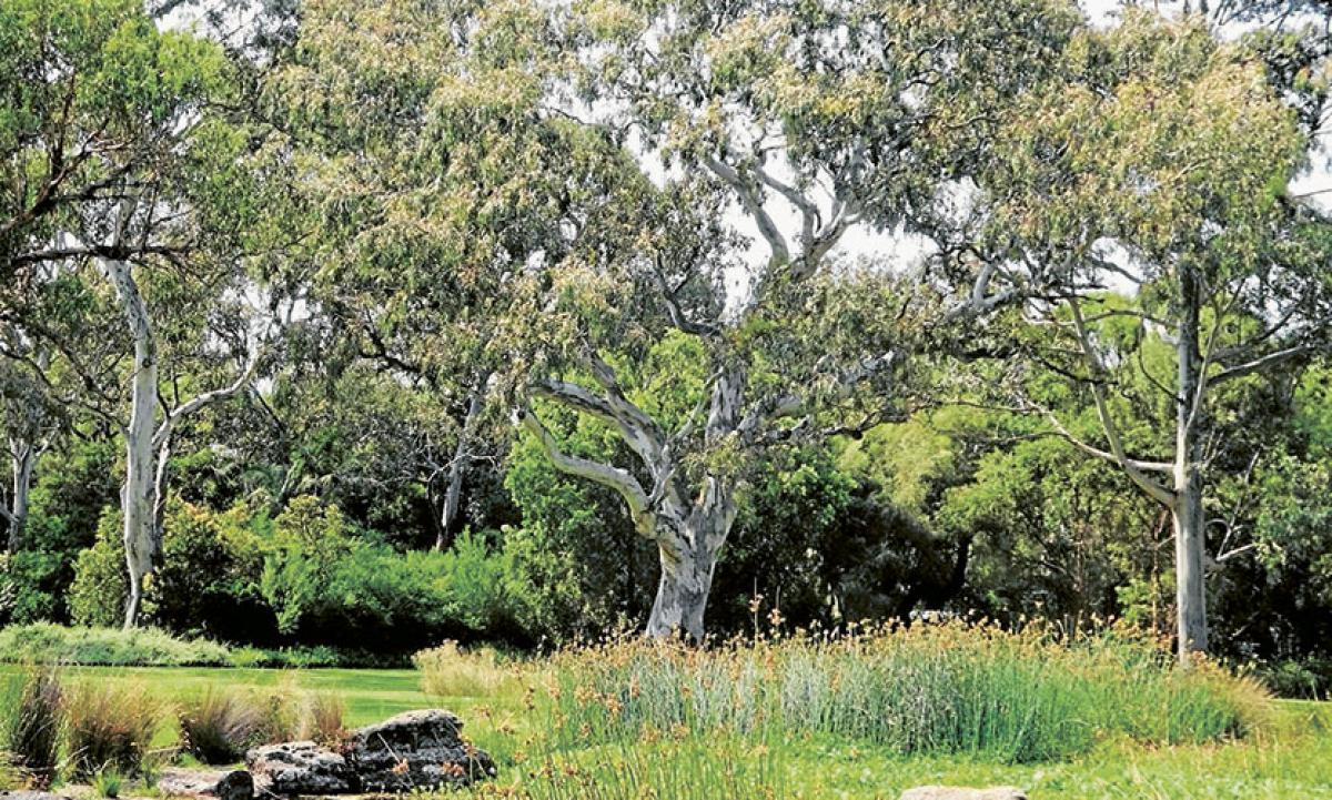 Locals working to protect  Royal Park biodiveristy 