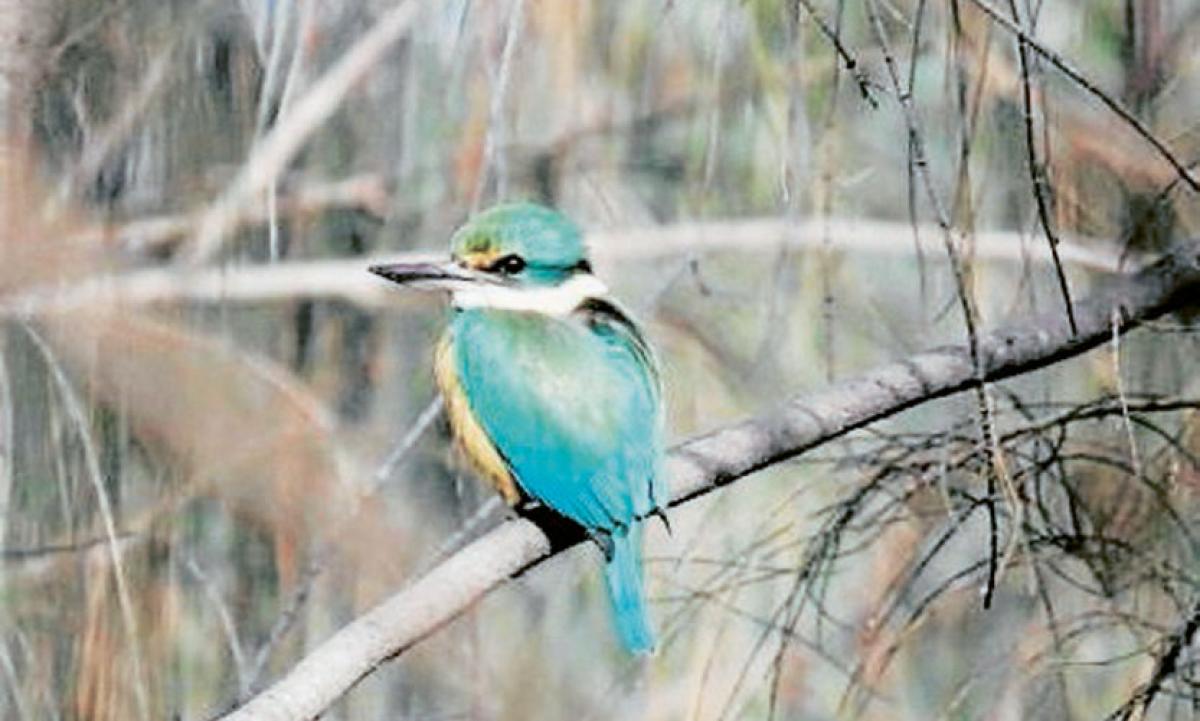 Locals working to protect  Royal Park biodiveristy 
