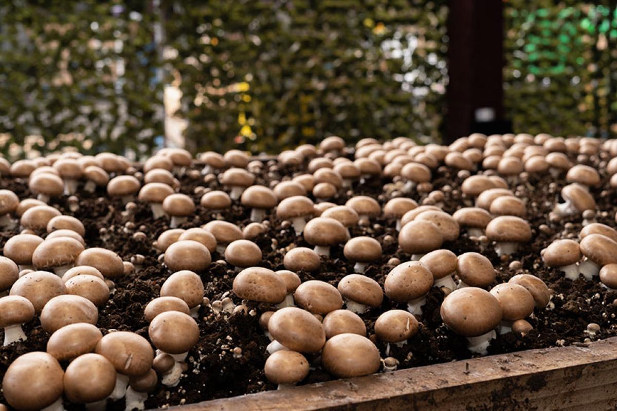 First-ever Mushroom Festival a success