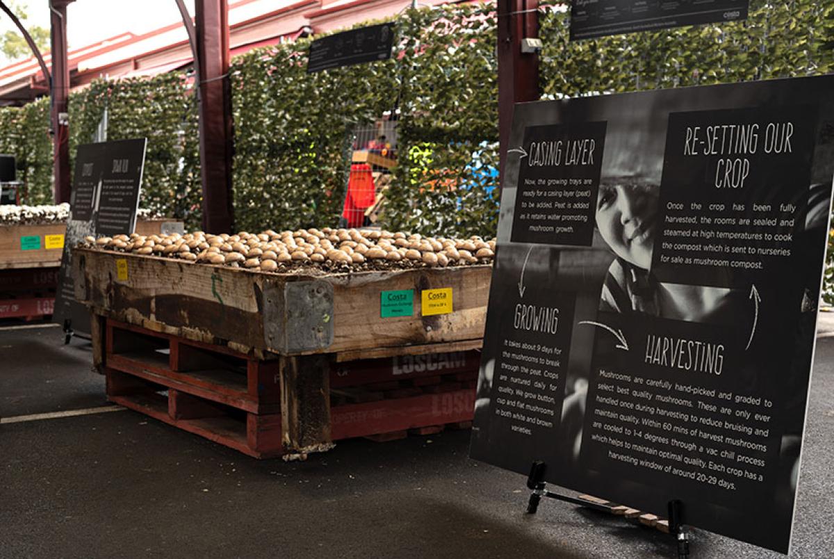 First-ever Mushroom Festival a success