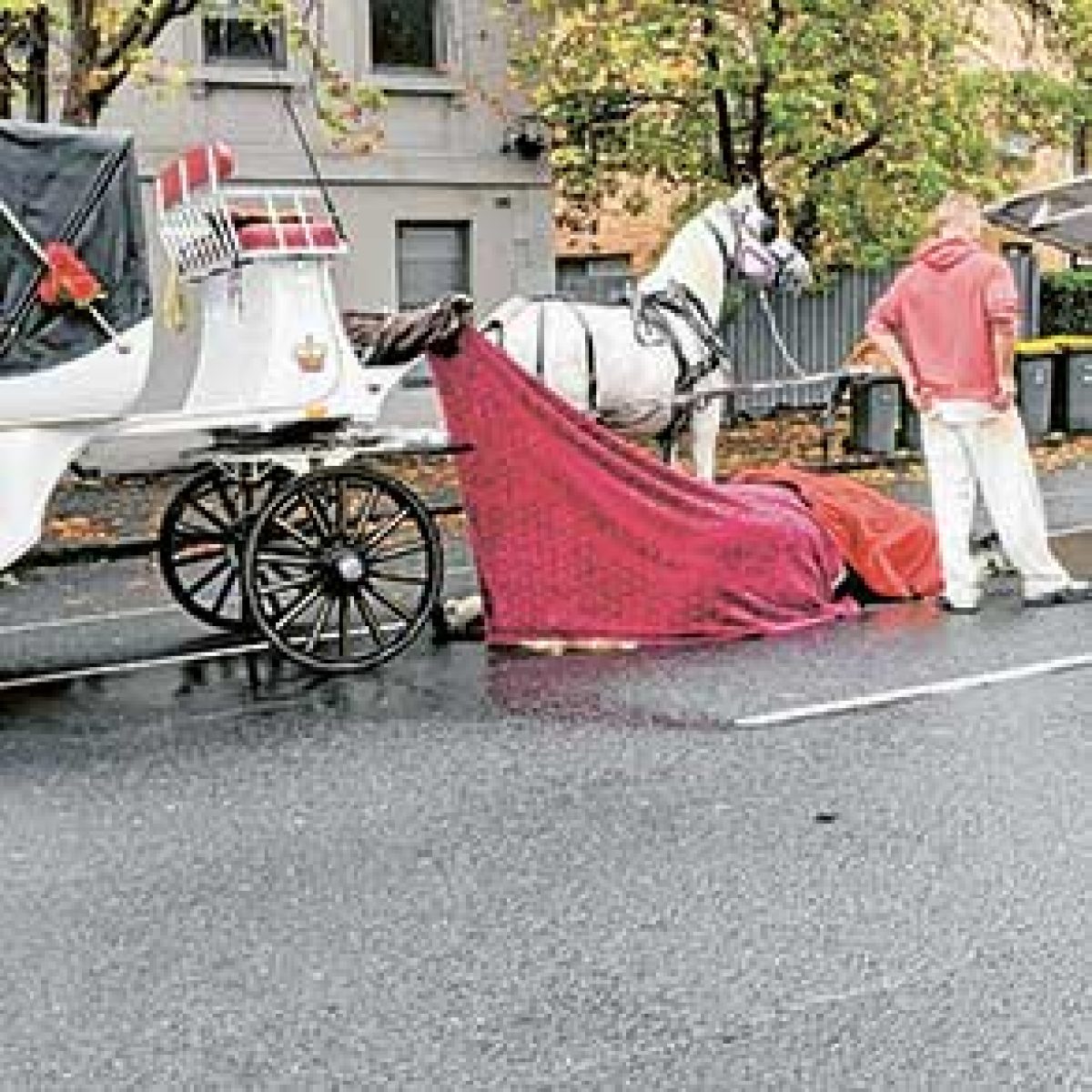 Horse dies in carriage incident