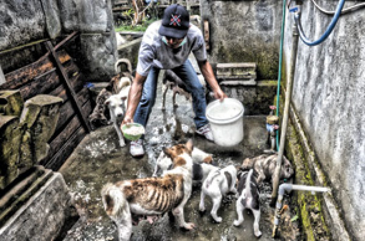 Protecting our canine friends