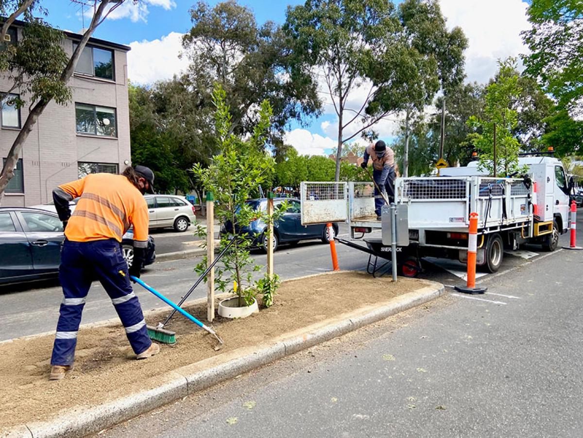 New chestnut trees pop up in Kensington