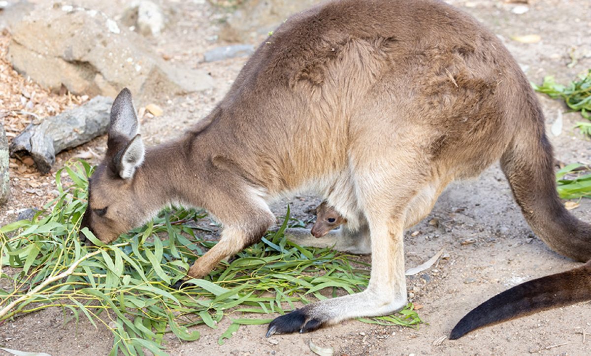 Joey joy: Melbourne Zoo welcomes new kangaroo