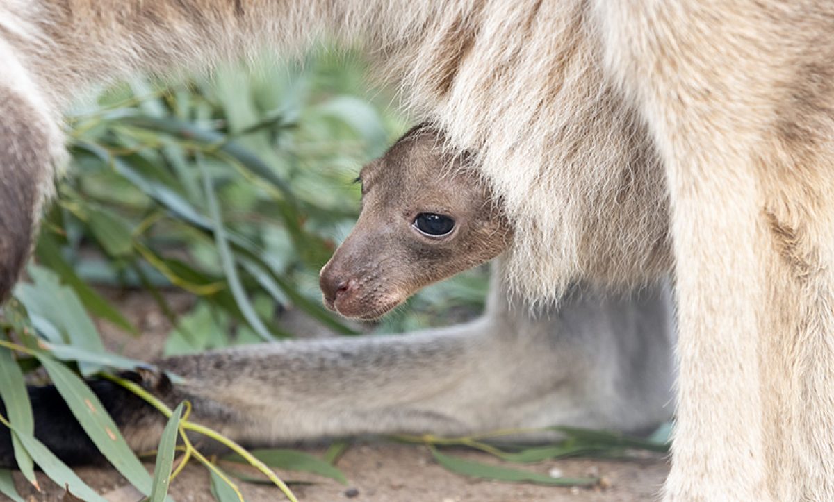 Joey joy: Melbourne Zoo welcomes new kangaroo