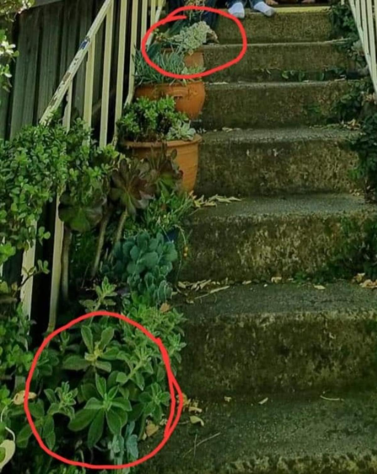 Plant thieves strike again in Kensington