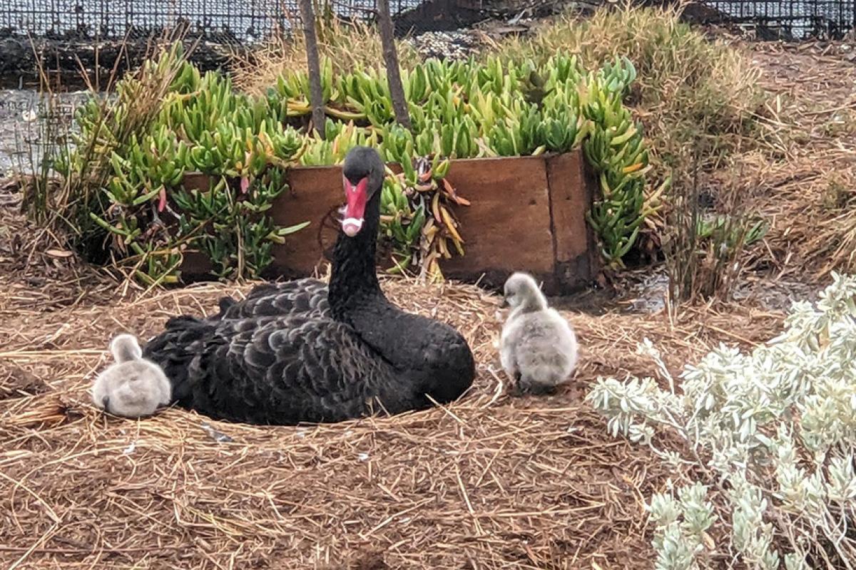 Swan family welcomes cygnets in Victoria Harbour