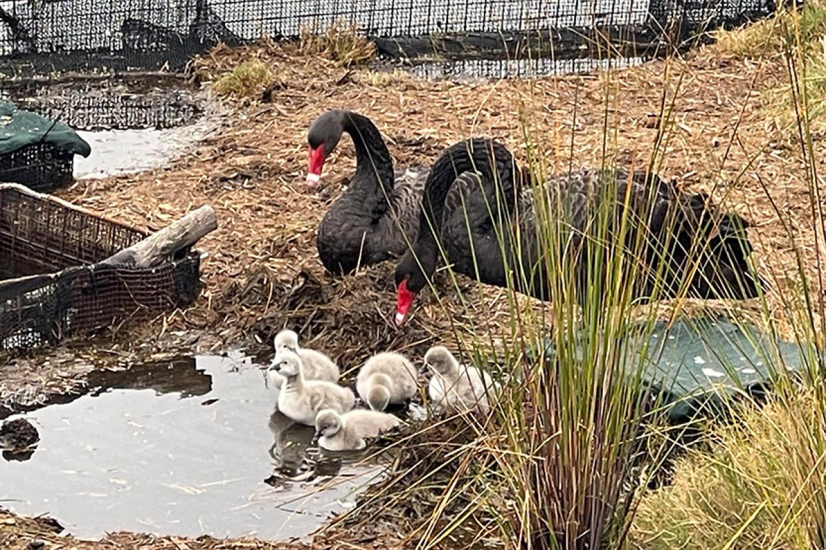 Swan family welcomes cygnets in Victoria Harbour