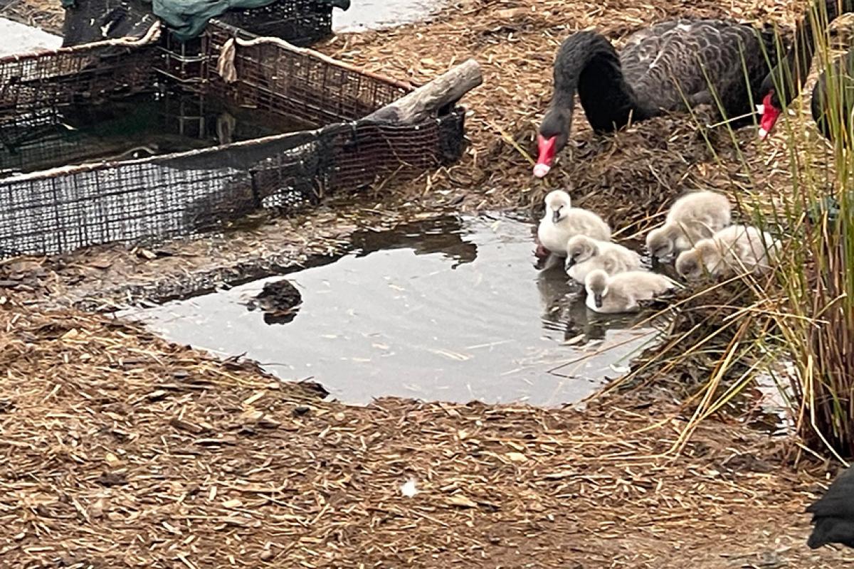 Swan family welcomes cygnets in Victoria Harbour