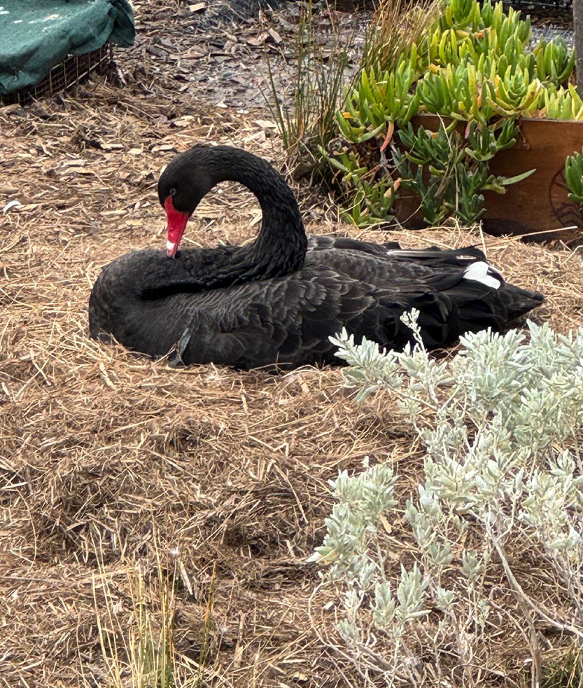 Swan family welcomes cygnets in Victoria Harbour