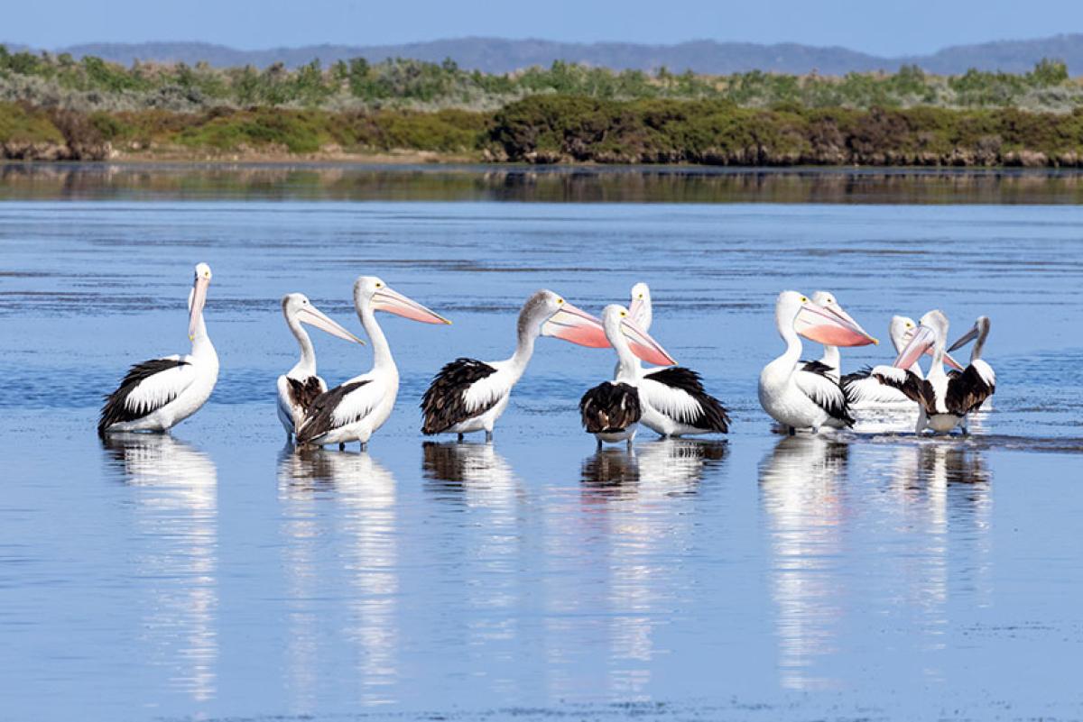 Pelican’s remarkable journey home