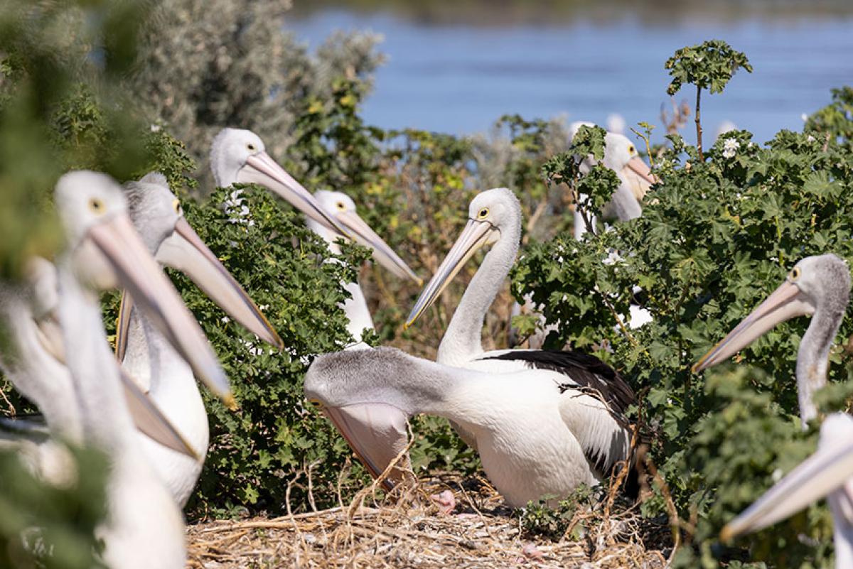 Pelican’s remarkable journey home