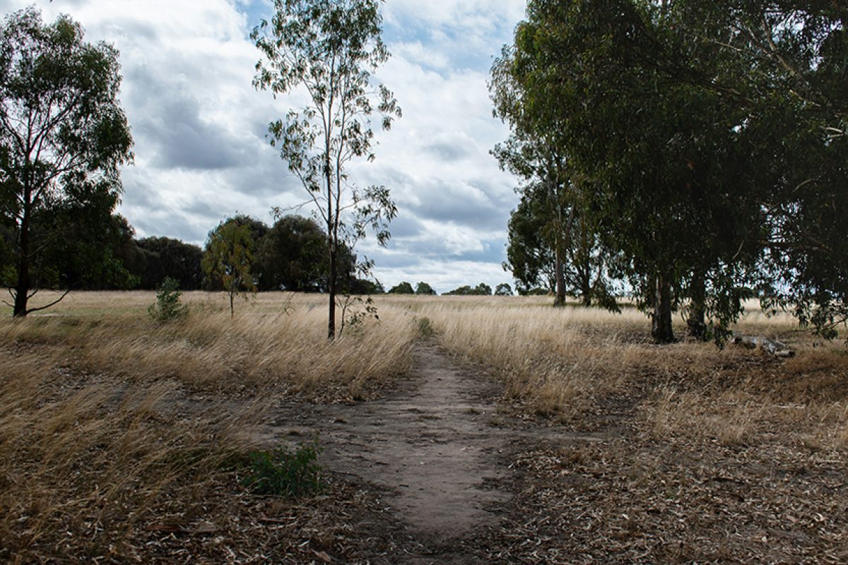 Council elections, Royal Park and “sky-rail”