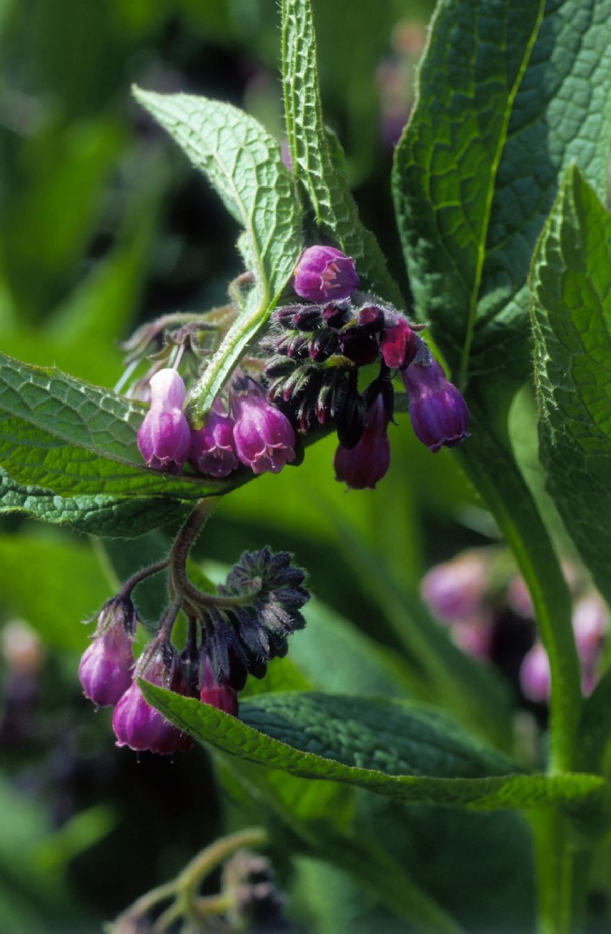 Use plants to fertilise and repair your soil