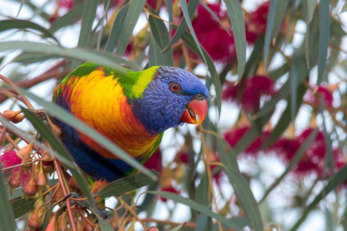 Bird flu threat raises urban wildlife fears