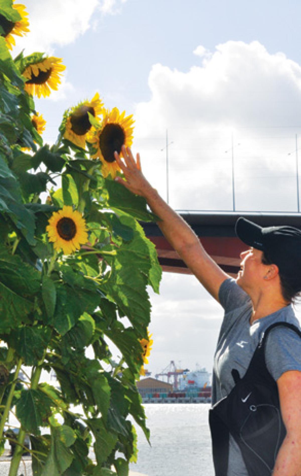 Mystery crop brings joy