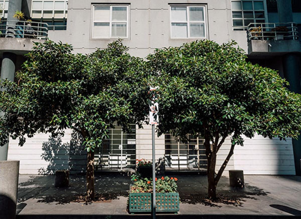 Fed-up residents call for better street tree care