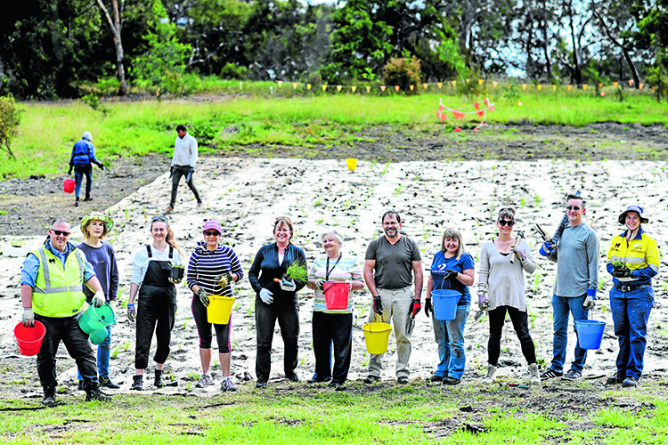 Community plants 2000 new plants at Royal Park 